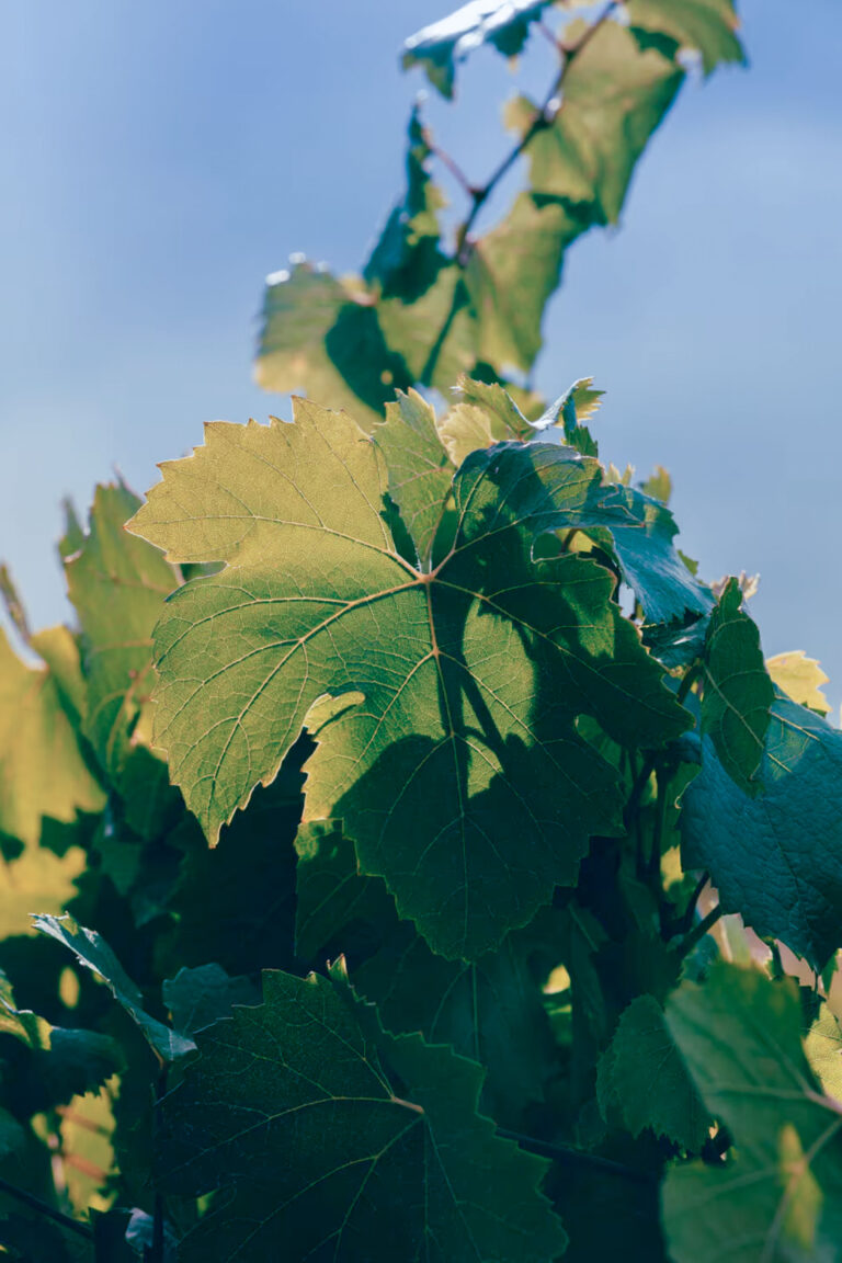 Wine grapes on the vine