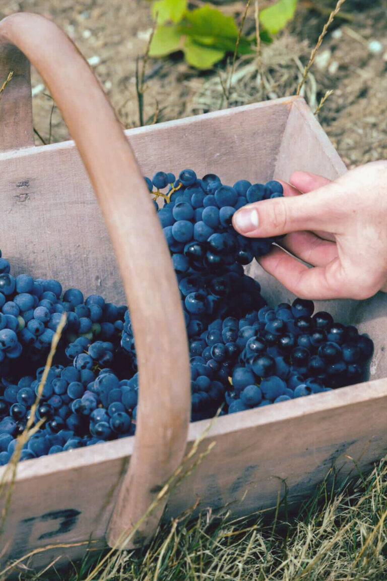 Wine grapes on the vine